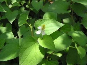 Bồn tự hoại SEPTIC
